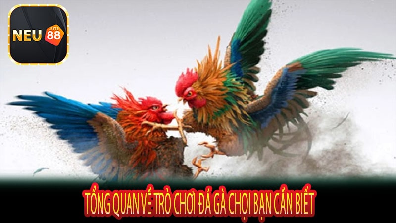 Tổng Quan Về Trò Chơi Đá Gà Chọi Bạn Cần Biết